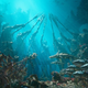 A herd of seahorses facing off against a frenzy of sharks before a group of Atlantean statues.